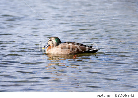 琵琶湖で越冬するマガモの交雑種ではないかと思われる個体 琵琶湖で越冬するマガモの交雑種ではないかと思われる個体 98306543
