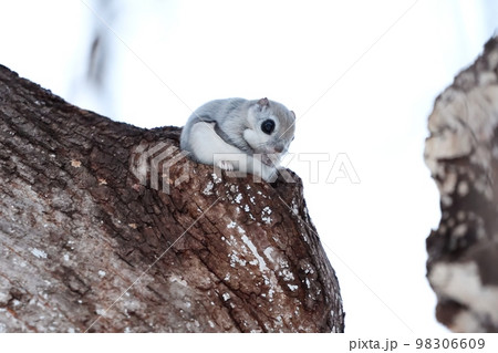 木に座るエゾモモンガ 98306609