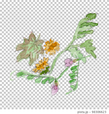 野草摘みの水彩イラスト 98306623