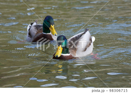 冬の琵琶湖で越冬するマガモのオス 98306715