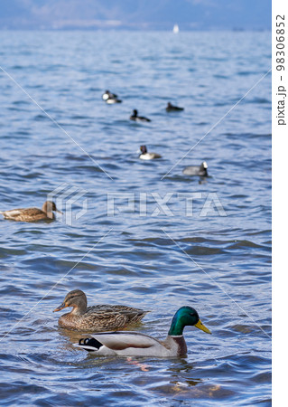 冬の琵琶湖で越冬する水鳥達 98306852