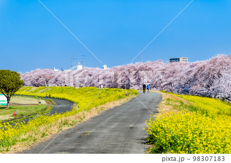 埼玉県 熊谷桜堤 ~青空に映える満開の桜と菜の花~ 埼玉県 熊谷桜堤 ~青空に映える満開の桜と菜の花~ 98307183