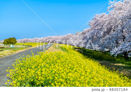 埼玉県 熊谷桜堤 ~青空に映える満開の桜と菜の花~ 埼玉県 熊谷桜堤 ~青空に映える満開の桜と菜の花~ 98307184