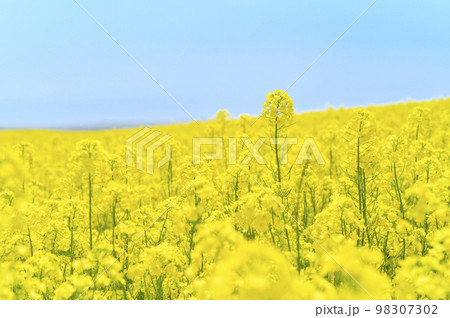 一面の菜の花畑と青空 一面の菜の花畑と青空 98307302