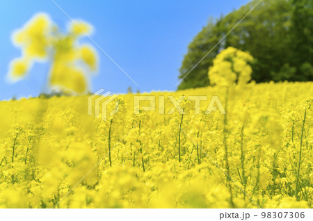 一面の菜の花畑と青空 98307306
