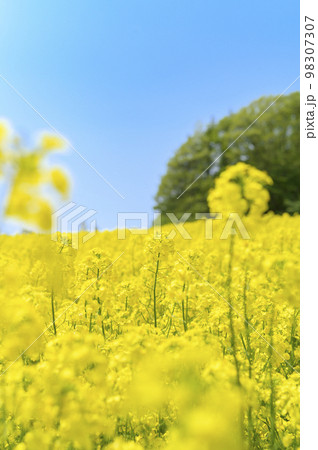 一面の菜の花畑と青空 98307307