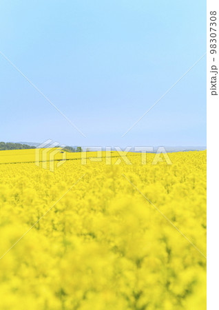 一面の菜の花畑とトラクターに引かれた幌馬車 一面の菜の花畑とトラクターに引かれた幌馬車 98307308