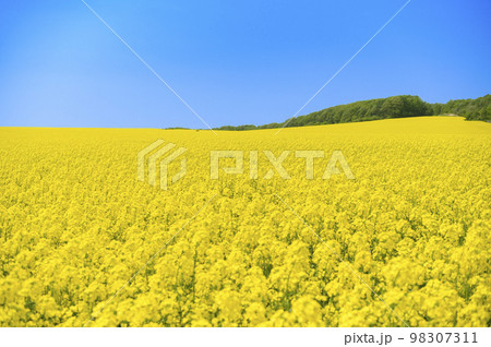 一面の菜の花畑と青空 一面の菜の花畑と青空 98307311