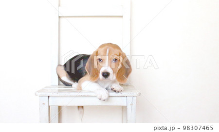 椅子でフセするビーグル犬 椅子でフセするビーグル犬 98307465