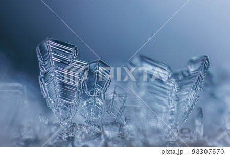 Frost on a branch, clear frost crystals on a branch Frost on a branch, clear frost crystals on a branch 98307670