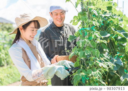 畑で野菜・きゅうりを収穫する農家・生産者の女性・男性・夫婦（アジア人・日本人・中国人） 98307913