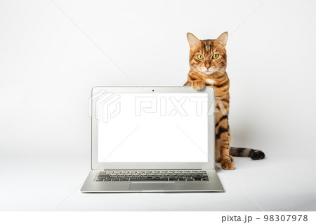 Close-up of a cat and a laptop on a white background. Close-up of a cat and a laptop on a white background. 98307978