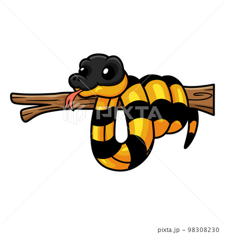 Cute banded krait bungarus candidus on tree branch 98308230