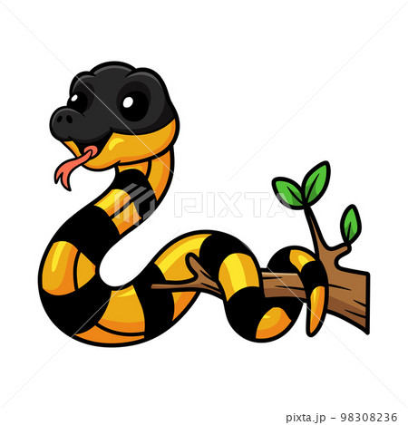 Cute banded krait bungarus candidus on tree branch 98308236