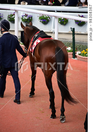 パドック風景 パドック風景 98308367