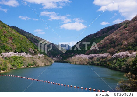 兵庫県淡路島　桜の時期の諭鶴羽ダム公園 98308632