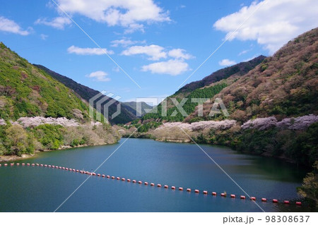 兵庫県淡路島　桜の時期の諭鶴羽ダム公園 98308637