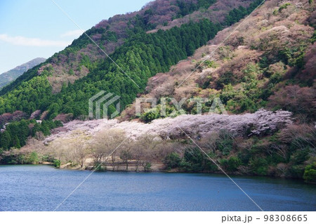 兵庫県淡路島　桜の時期の諭鶴羽ダム公園 98308665