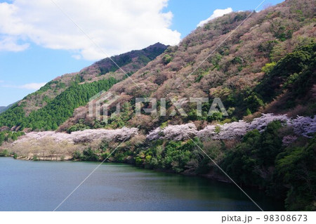 兵庫県淡路島　桜の時期の諭鶴羽ダム公園 98308673