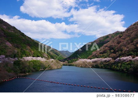 兵庫県淡路島　桜の時期の諭鶴羽ダム公園 98308677