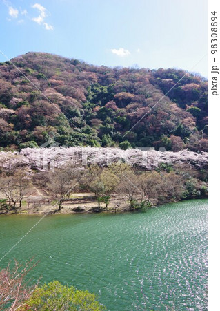 兵庫県淡路島　桜の時期の諭鶴羽ダム公園 98308894