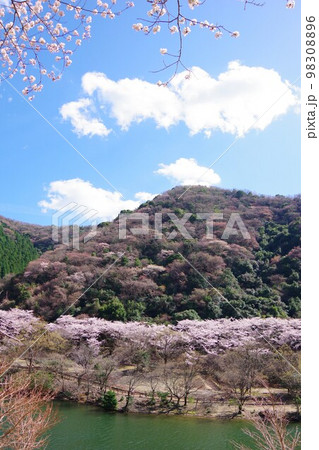 兵庫県淡路島　桜の時期の諭鶴羽ダム公園 98308896