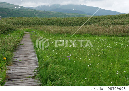 雨竜沼湿原の木道 雨竜沼湿原の木道 98309003