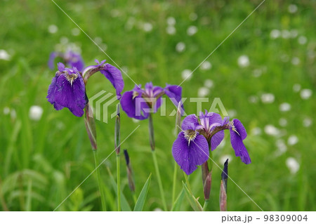 ヒオウギアヤメとワタスゲ ヒオウギアヤメとワタスゲ 98309004