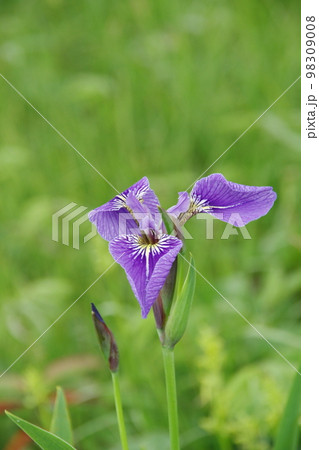 ヒオウギアヤメ 98309008