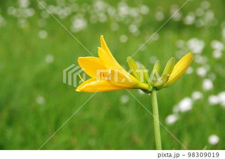 エゾカンゾウとワタスゲ エゾカンゾウとワタスゲ 98309019