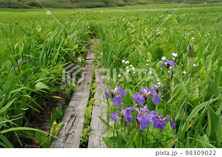 湿原の植物生茂る 湿原の植物生茂る 98309022