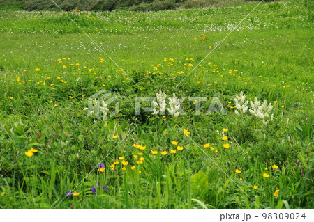 湿原の花畑 湿原の花畑 98309024