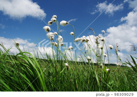 ワタスゲ棚引く ワタスゲ棚引く 98309029