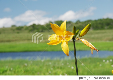 夏空とエゾカンゾウ 夏空とエゾカンゾウ 98309036