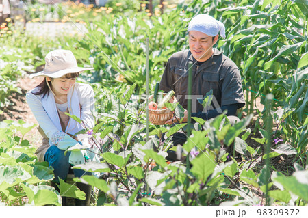 畑で野菜を収穫する農家・生産者の女性・男性・夫婦(アジア人・日本人・中国人) 畑で野菜を収穫する農家・生産者の女性・男性・夫婦(アジア人・日本人・中国人) 98309372