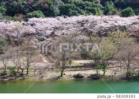 兵庫県淡路島　桜の時期の諭鶴羽ダム公園 98309393