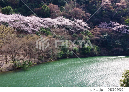 兵庫県淡路島　桜の時期の諭鶴羽ダム公園 98309394