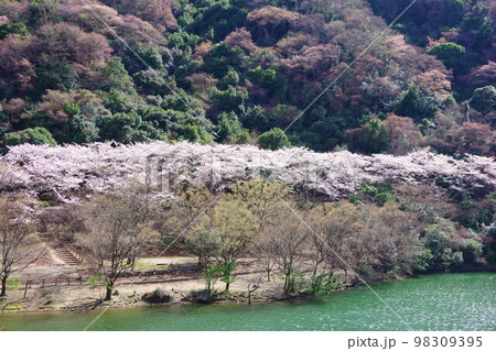 兵庫県淡路島　桜の時期の諭鶴羽ダム公園 98309395
