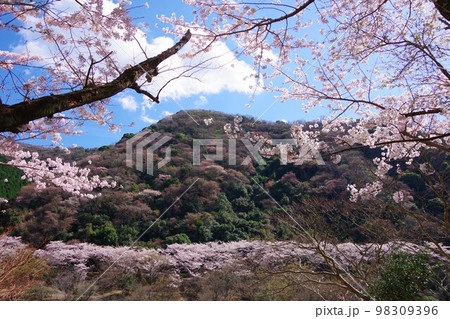 兵庫県淡路島　桜咲く諭鶴羽ダム公園 98309396