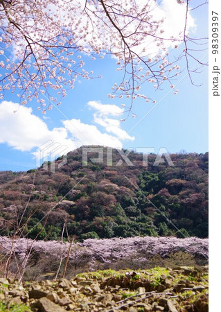 兵庫県淡路島　桜咲く諭鶴羽ダム公園 98309397
