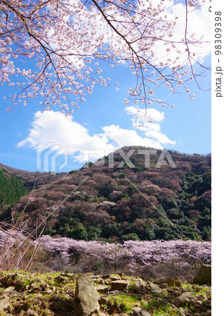 兵庫県淡路島　桜咲く諭鶴羽ダム公園 98309398