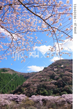 兵庫県淡路島　桜咲く諭鶴羽ダム公園 98309401