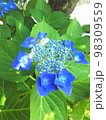 紫陽花 98309559