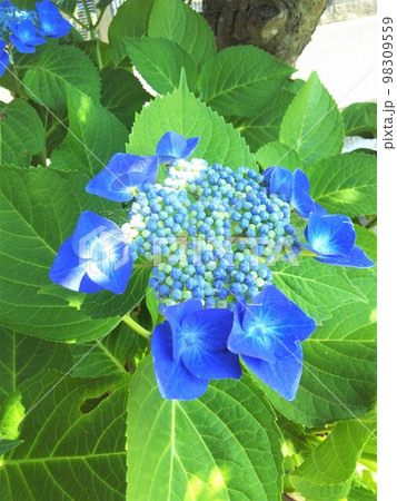 紫陽花 紫陽花 98309559