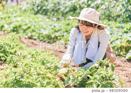 畑でじゃがいもを掘る農家・生産者の女性・主婦（アジア人・日本人・中国人） 98309560