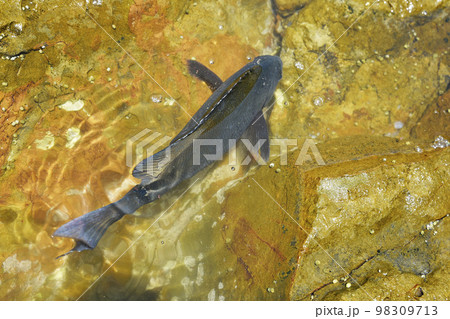 タイドプールで泳ぐメジナ 98309713