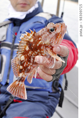 船釣りで釣れたカサゴ 98309715