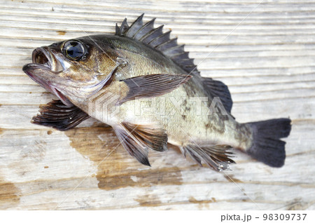 魚のひれがよくわかる状態 魚のひれがよくわかる状態 98309737