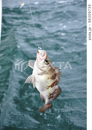 船釣りで魚を海面から抜き上げているシーン 船釣りで魚を海面から抜き上げているシーン 98309739