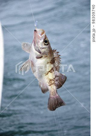 サビキ釣りで釣れた魚 サビキ釣りで釣れた魚 98309740